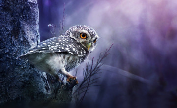 Owls Backgrounds
