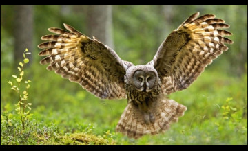 Owls Screensavers Desktop
