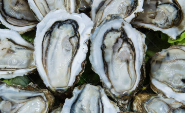 Oyster Backgrounds