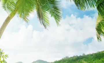 Palm Tree Beach