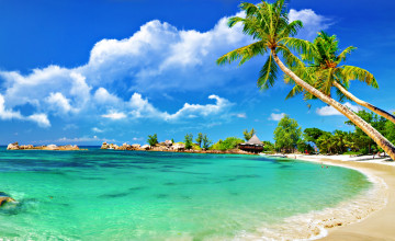 Palm Tree Beaches Wallpapers