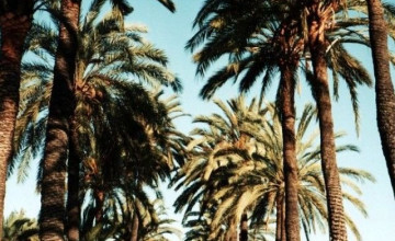 Palm Tree iPhone