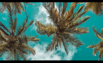 Palm Wallpapers