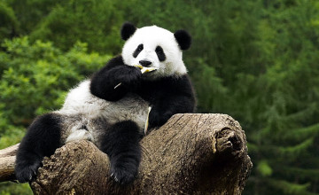 Panda Desktop Wallpaper