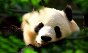 Panda Song Wallpaper