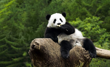 Panda Wallpapers