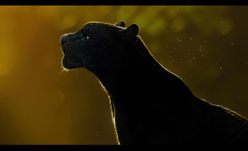 Panther Wallpapers