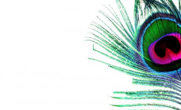 Peacock Feather Background