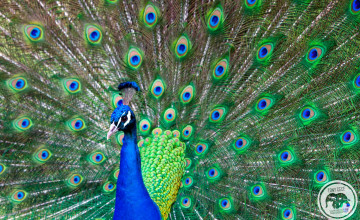 Peacock Images