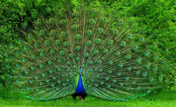 Peacock for the House