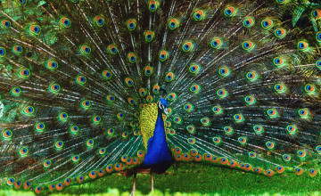 Peafowls Wallpapers