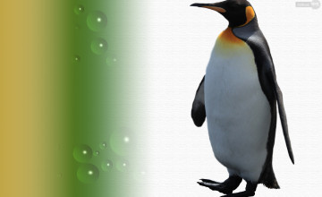 Penguin Wallpaper for Your Computer