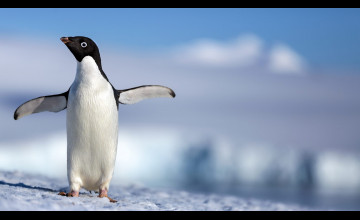 Penguins Disneynature