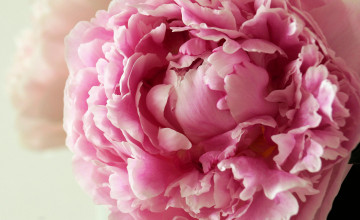 Peony Flower Wallpapers