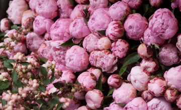 Peony Wallpapers for Computer