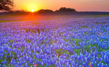 Picture of Bluebonnets for