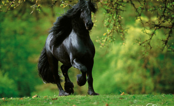 Pictures of Horses for Wallpaper