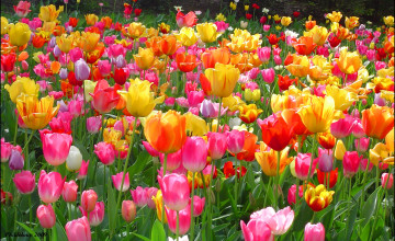 Pictures of Tulips for