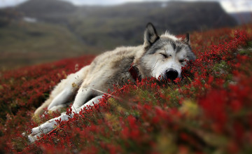 Pictures of Wolves for Wallpapers