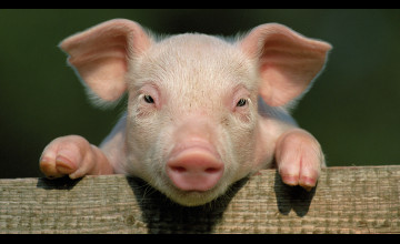 Pig Wallpapers
