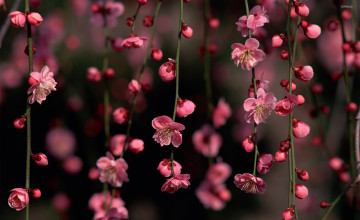 Pink Blossoms Wallpapers