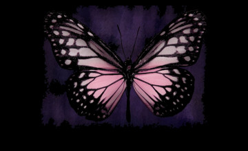 Pink Butterflies Wallpapers