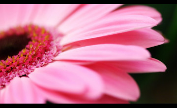 Pink Daisy Background