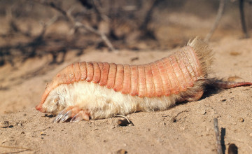 Pink Fairy Armadillo Wallpapers