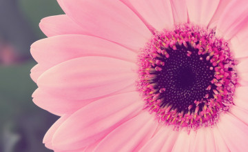 Pink Flower Images Backgrounds
