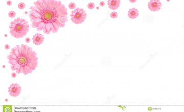 Pink Flower White