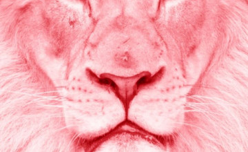 Pink Lion Wallpapers