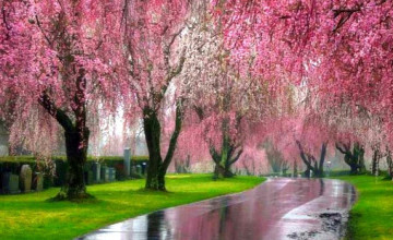 Pink Nature Trees