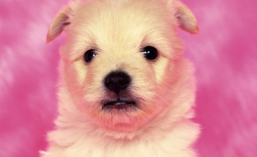 Pink Puppies Wallpapers