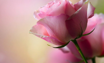 Pink Rose Backgrounds Wallpapers