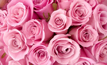 Pink Roses for Desktop