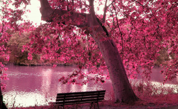 Pink Tree By Lake