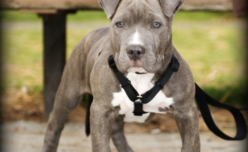 Pitbull Dogs Pictures