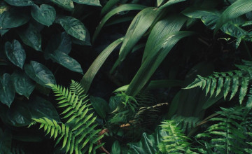 Plant Aesthetic Wallpapers