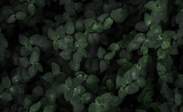 Plant Background