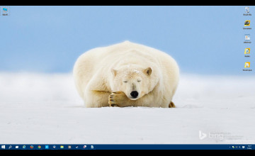 Polar Bear Bing Wallpapers
