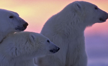 Polar Bear iPhone