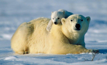 Polar Bear Free