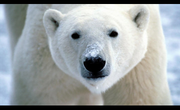 Polar Bear Wallpapers HD