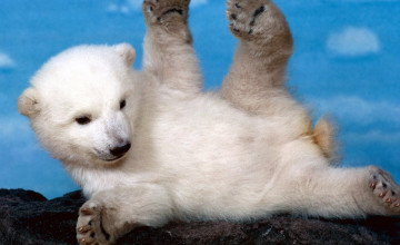 Polar Bear Free Download