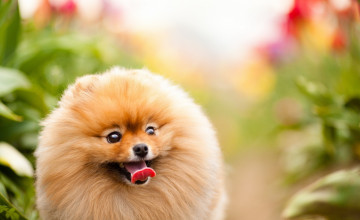 Pomeranian Dog Wallpapers to Download