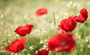 Poppies Wallpapers for Computer