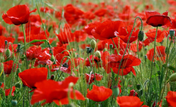 Poppy Flowers Wallpaper Pictures