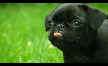 Pug Puppies Wallpapers