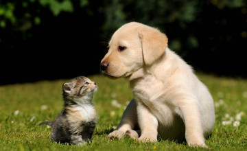 Puppies and Cats Wallpapers