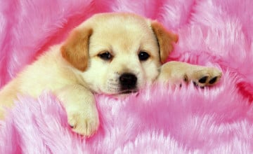 Puppies Cute Wallpapers